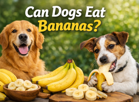 Dog eating small banana slices from owner’s hand indoors, showing a safe and healthy snack moment, can dogs eat bananas