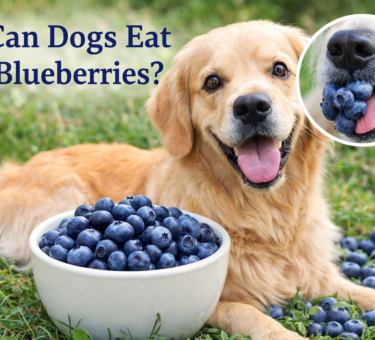 Can dogs eat blueberries safely? A dog eating fresh blueberries from a bowl outdoors
