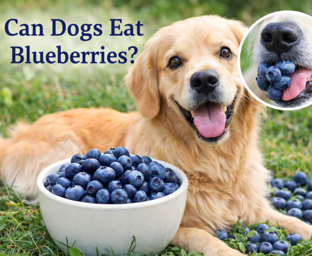 Can dogs eat blueberries safely? A dog eating fresh blueberries from a bowl outdoors
