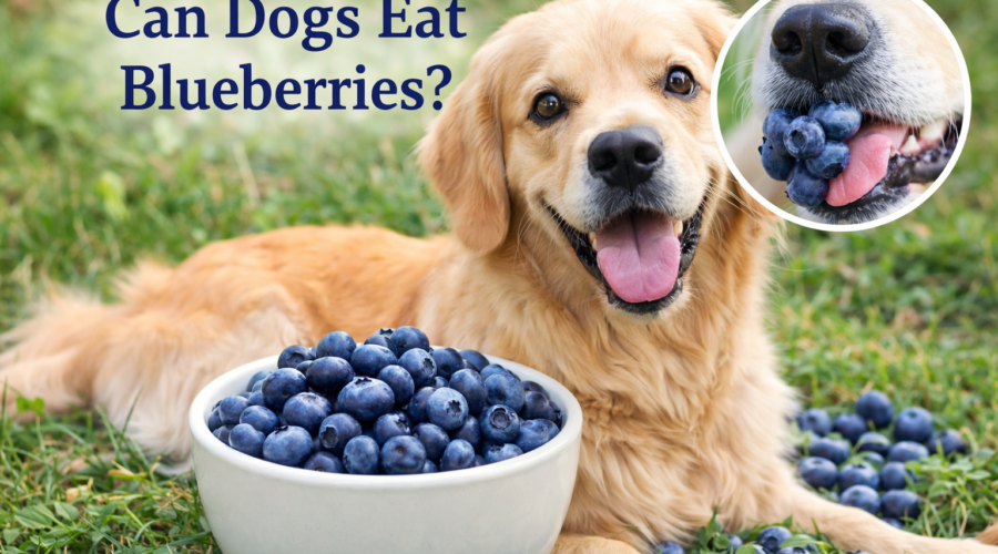Can dogs eat blueberries safely? A dog eating fresh blueberries from a bowl outdoors